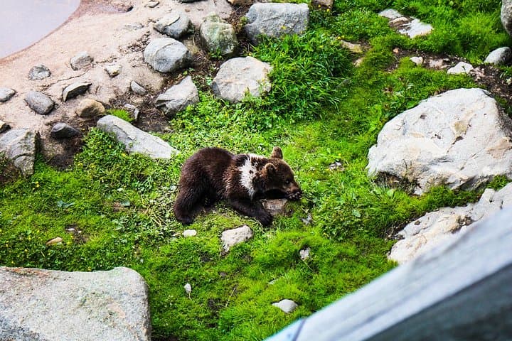 Ranua Wildlife Park Day Trip from Kemi — See Finland's Arctic Animals photo 3