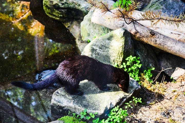 Ranua Wildlife Park Day Trip from Kemi — See Finland's Arctic Animals photo 4