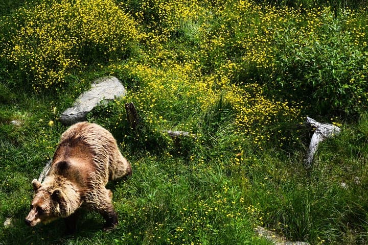 Day Trip to Ranua Arctic Wildlife Park from Rovaniemi — Arctic Wildlife Encounters photo 6