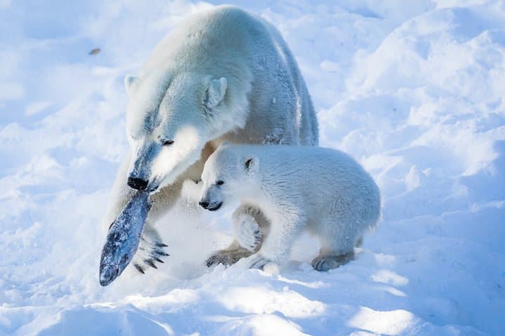 Ranua Wildlife Park Day Trip from Kemi — See Finland's Arctic Animals photo 1