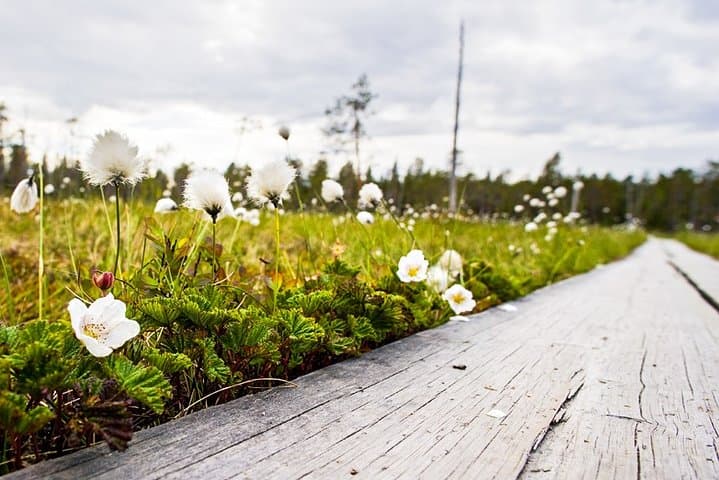 Korouoma Canyon Day Hike from Rovaniemi — Cliffs, Icefalls & Wild Rivers photo 5