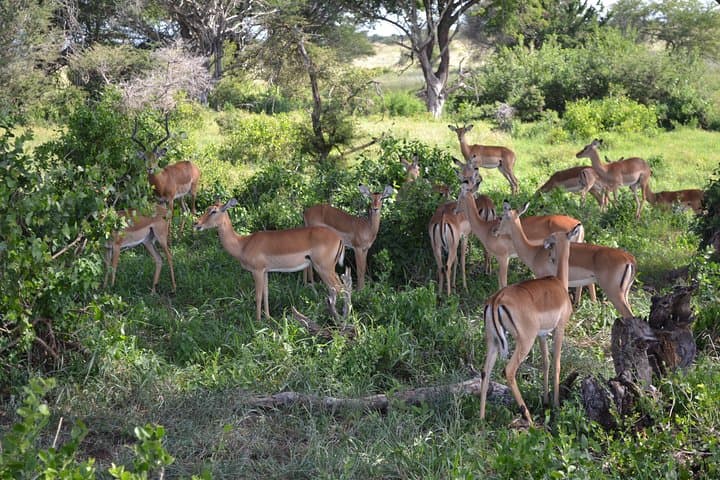 2-Day Taita Hills Safari & Saltlick Game Lodge from Diani Beach photo 4
