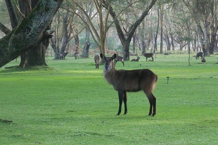 Lake Naivasha & Hell's Gate Day Safari — Bike, Boat and Walking Safaris from Nairobi photo 2