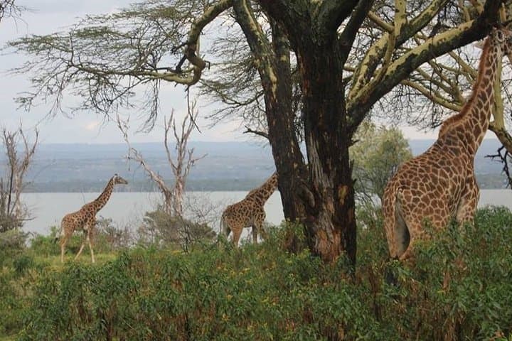 Lake Naivasha & Hell's Gate Day Safari — Bike, Boat and Walking Safaris from Nairobi photo 3