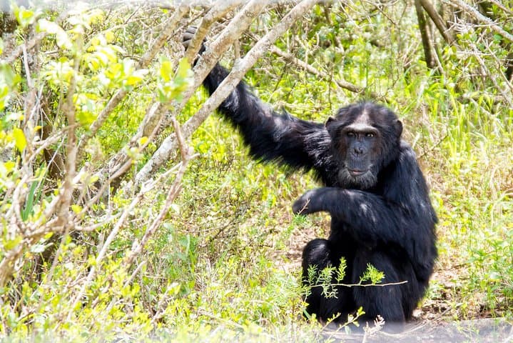 Ol Pejeta Conservancy Day Safari: Chimp Sanctuary, Black Rhinos & Trout Tree Lunch photo 3