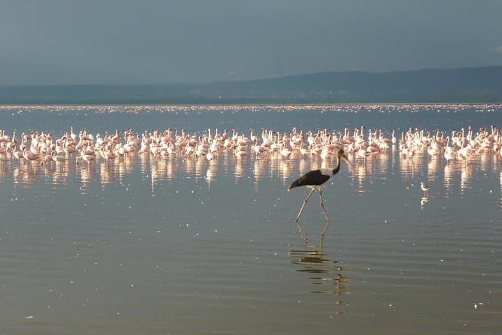 4-Day Safari: Lake Nakuru & Maasai Mara — Big Five, Flamingos & Migration photo 3