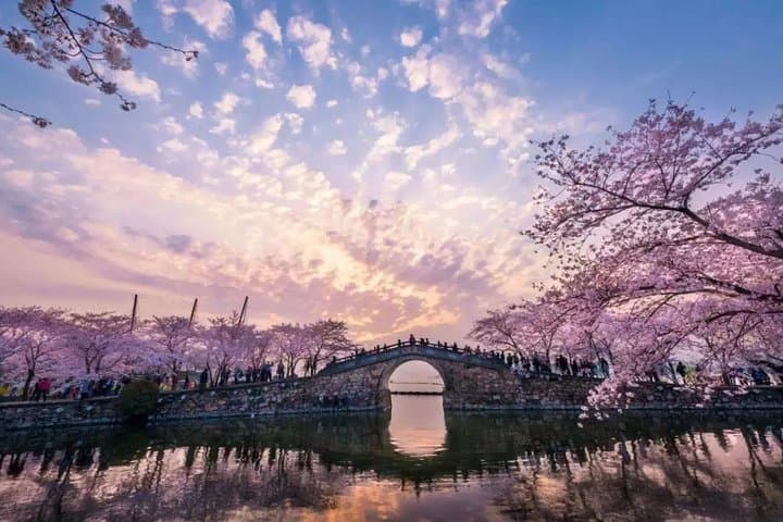 Wuxi Lingshan Grand Buddha & Tai Lake Private Day Tour — Culture, Views, Cherry Blossoms photo 1