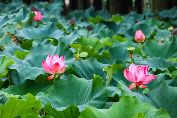 Wuxi Lingshan Grand Buddha & Tai Lake Private Day Tour — Culture, Views, Cherry Blossoms photo 4