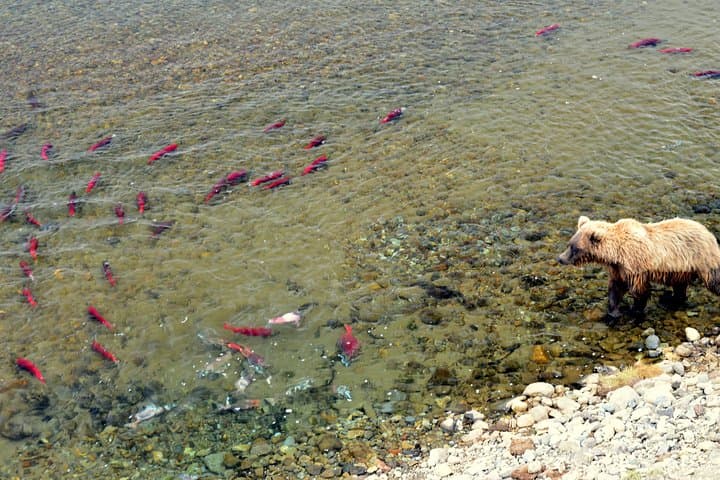 Katmai & Lake Clark Bear-Viewing Flight from Homer — Two-Park Wilderness Adventure photo 2