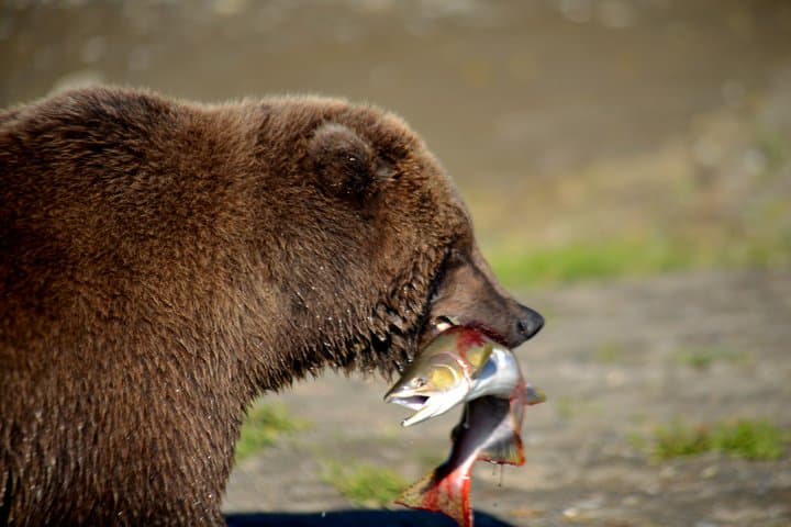 Katmai & Lake Clark Bear-Viewing Flight from Homer — Two-Park Wilderness Adventure photo 3