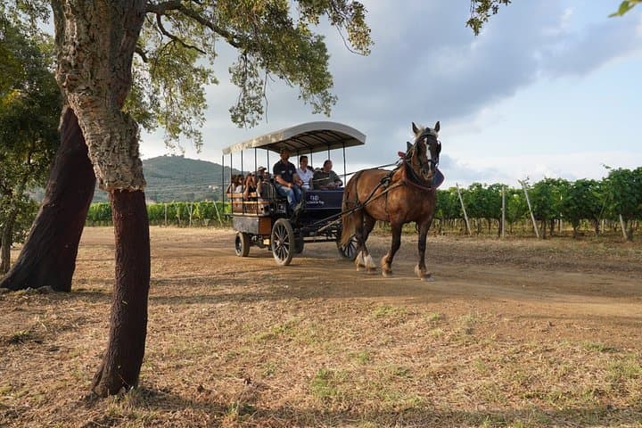 Carriage Through Suvereto's Vineyards: Organic Wine Tasting at Casadei Estate photo 1