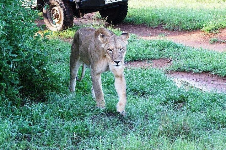 4-Day Tsavo & Amboseli Safari from Nairobi — Big Five, Mzima Springs & Kilimanjaro Views photo 4
