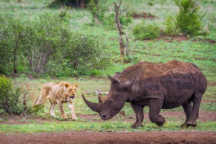 Rhino and Lion Nature Reserve Half-Day Safari from Johannesburg