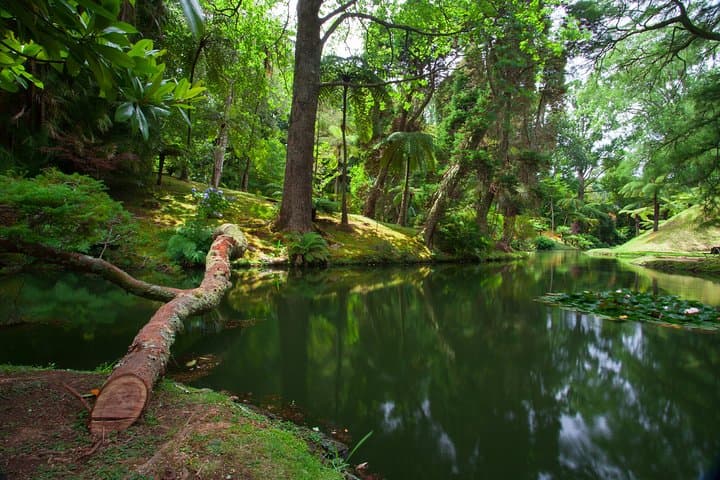East São Miguel Furnas Hot Springs & Gorreana Tea Plantation Full-Day Tour