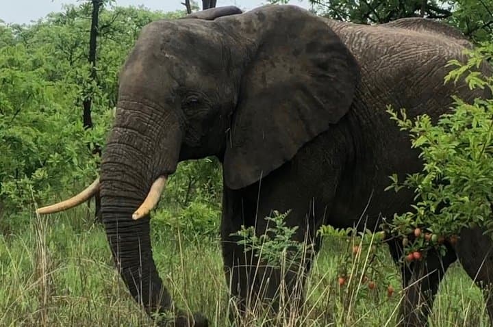 3-Day-Private-Kruger-Safari-from-Johannesburg-Big-5-Game-Drive photo 2