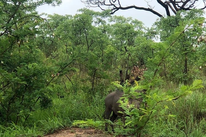 7-Day Private Kruger Safari: Big Five Drives, Blyde River & Panorama Route photo 5