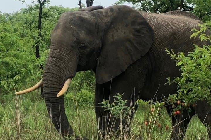7-Day Private Kruger Safari: Big Five Drives, Blyde River & Panorama Route photo 2