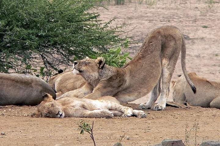 Kruger Full-Day Safari: Big Five & Wild Plains from Johannesburg