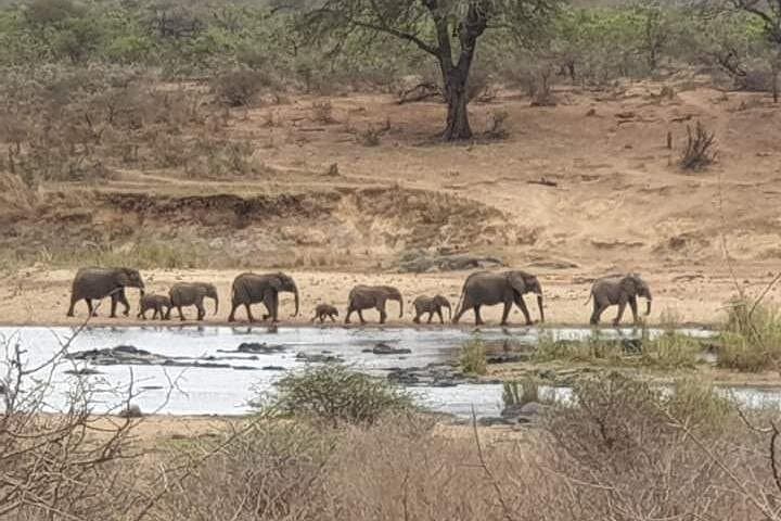 Kruger Full-Day Safari: Big Five & Wild Plains from Johannesburg photo 2
