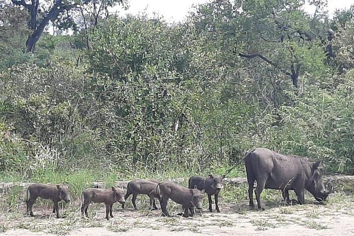 Kruger Full-Day Safari: Big Five & Wild Plains from Johannesburg photo 3