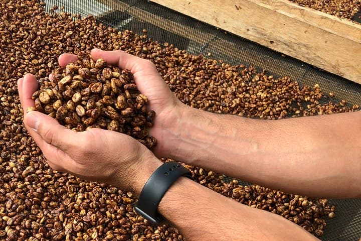 Hands-On Coffee Farm Visit and Salento Walking Tour in Colombia's Coffee Triangle photo 5