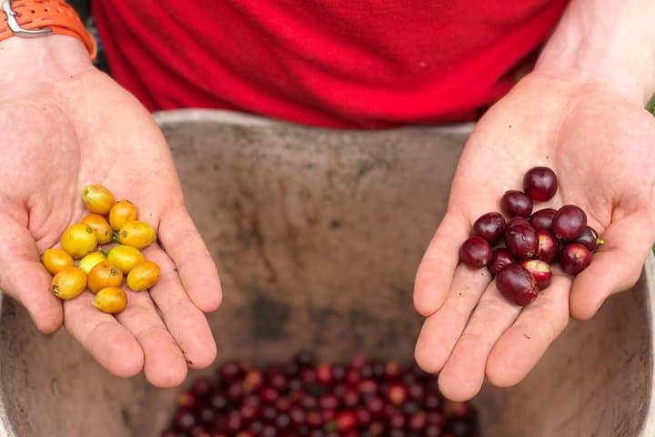 Hands-On Coffee Farm Visit and Salento Walking Tour in Colombia's Coffee Triangle photo 3