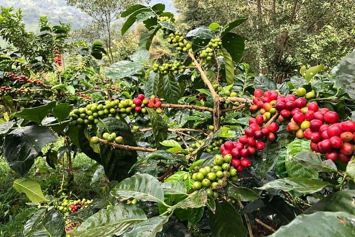 Hands-On Coffee Farm Visit and Salento Walking Tour in Colombia's Coffee Triangle photo 2