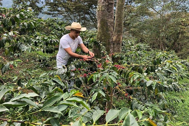 Hands-On Coffee Farm Visit and Salento Walking Tour in Colombia's Coffee Triangle