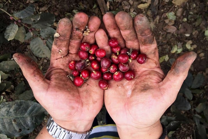 Authentic Coffee Farm Experience from Bogota — Private 7‑Hour Farm Tour photo 4