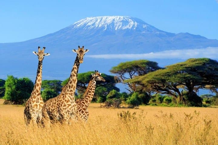 2-Day Amboseli Safari from Mombasa: Kilimanjaro Views & Big Game photo 4