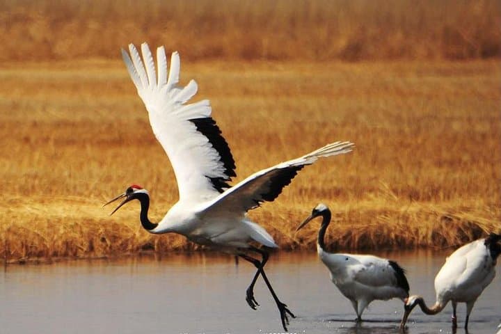 Full-Day Zhalong Nature Reserve Tour from Harbin — Red-Crowned Cranes & High-Speed Rail