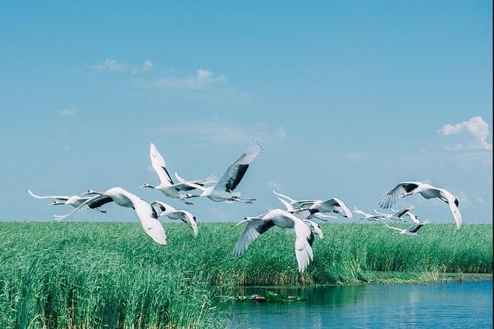 Full-Day Zhalong Nature Reserve Tour from Harbin — Red-Crowned Cranes & High-Speed Rail photo 3