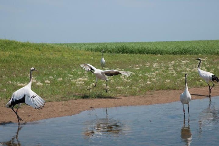 Full-Day Zhalong Nature Reserve Tour from Harbin — Red-Crowned Cranes & High-Speed Rail photo 4