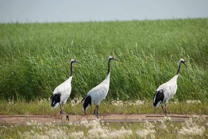 Full-Day Zhalong Nature Reserve Tour from Harbin — Red-Crowned Cranes & High-Speed Rail photo 2