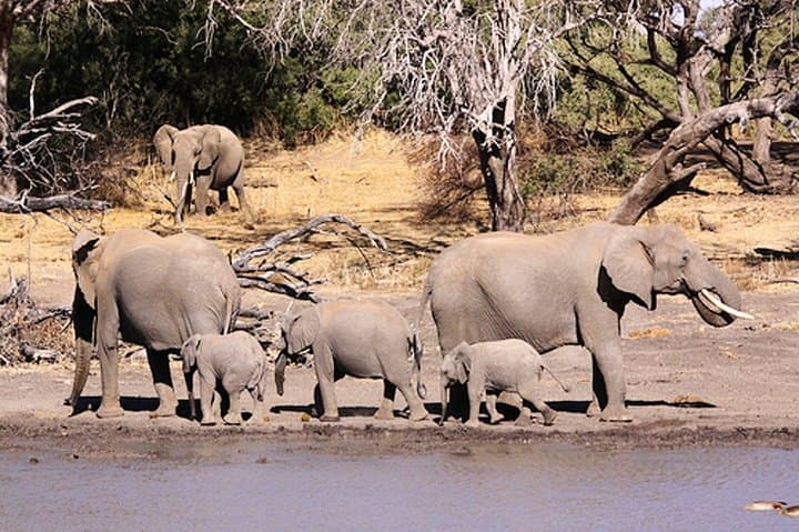 3-Day Mapungubwe National Park Small-Group Safari: Heritage Hill, Tree-Top Walk & Big Game photo 2
