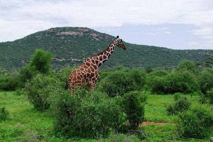 4-Day Tsavo & Amboseli Safari from Nairobi — Big Five, Mzima Springs & Kilimanjaro Views photo 3