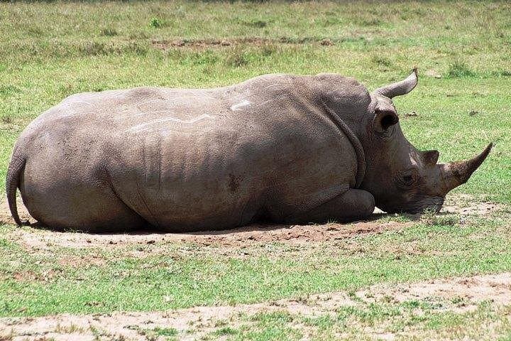 4-Day Tsavo & Amboseli Safari from Nairobi — Big Five, Mzima Springs & Kilimanjaro Views photo 1