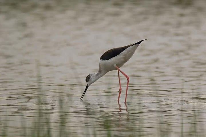 Desert Castles and Azraq Wetland Reserve: Full-Day Private Tour from Amman photo 6