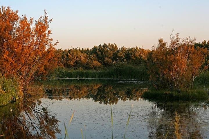Desert Castles and Azraq Wetland Reserve: Full-Day Private Tour from Amman photo 2