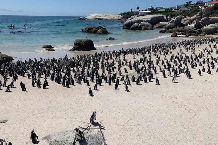 Cape Peninsula to Constantia: Penguins, Chapman's Peak & Full-Day Wine Tasting photo 5