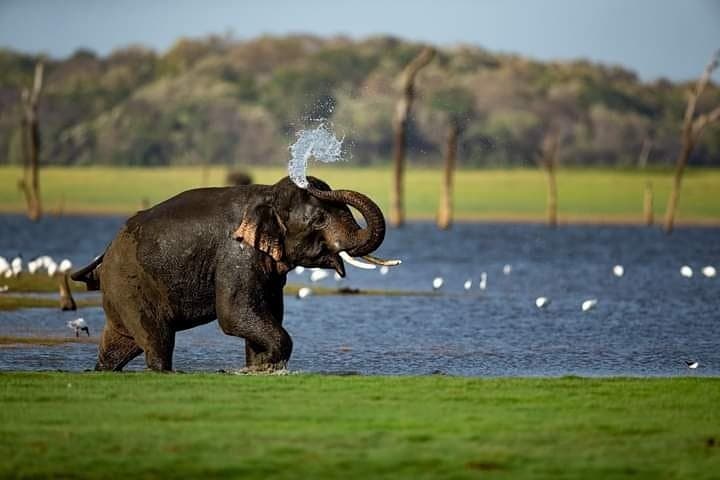 Sigiriya & Kaudulla Jeep Safari: Elephant Encounters and Lion Rock Views