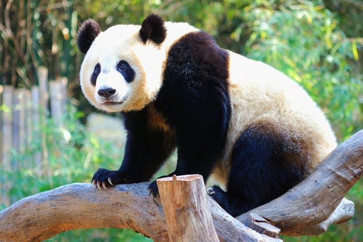 Chengdu Panda Base and Leshan Giant Buddha: Private Full-Day Experience photo 2