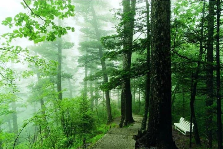 3-Day Yichun Forest Parks Private Tour from Harbin — Tangwanghe & Wuying photo 2