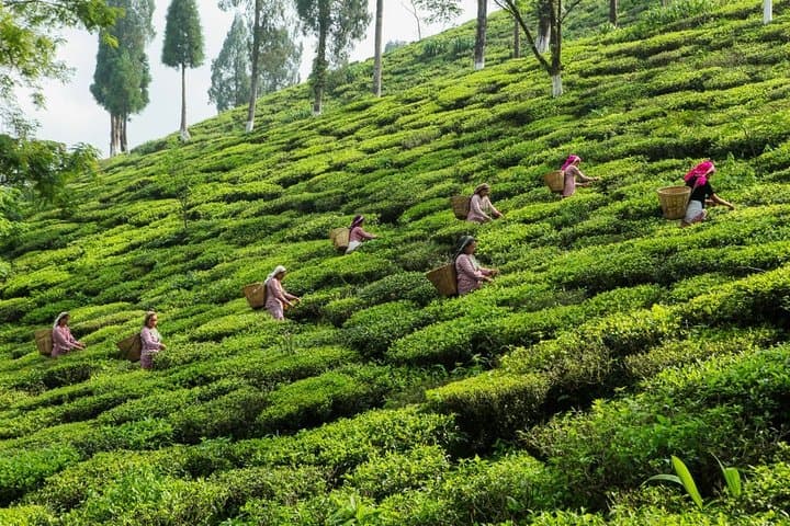 Darjeeling 7-Point Offbeat Half-Day Tour: Zoo, Tea Gardens & Himalayan Views photo 4