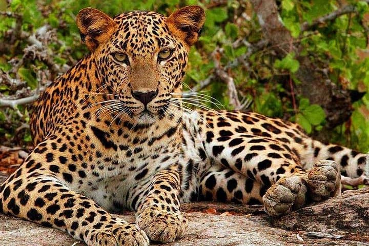 Spotting Leopards: Yala National Park Full-Day Jeep Safari with Lunch photo 2