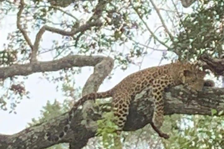 Spotting Leopards: Yala National Park Full-Day Jeep Safari with Lunch photo 4