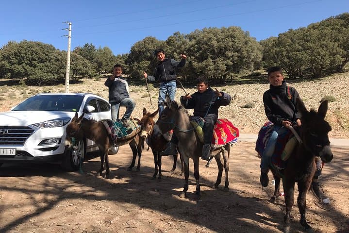 Middle Atlas Cedar Forests & Azrou Day Trip from Fez — Ifrane, Imouzzer & Barbary Apes photo 3