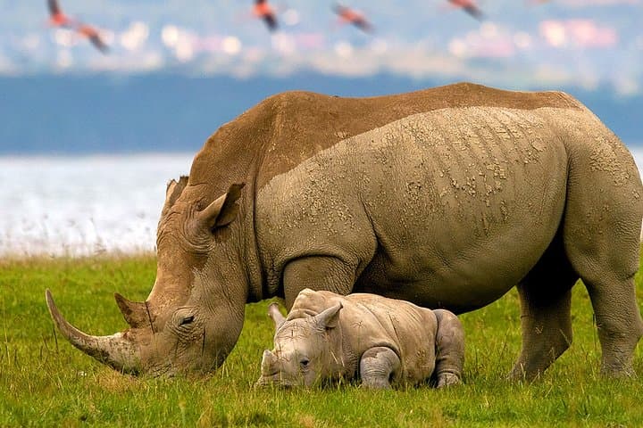 Best of Kenya & Tanzania: 14-Day Private Safari and Zanzibar Beach Holiday photo 6