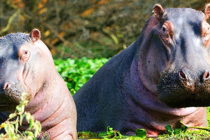 2-Day Guided Safari: Hell's Gate & Lake Naivasha Adventure from Nairobi photo 4