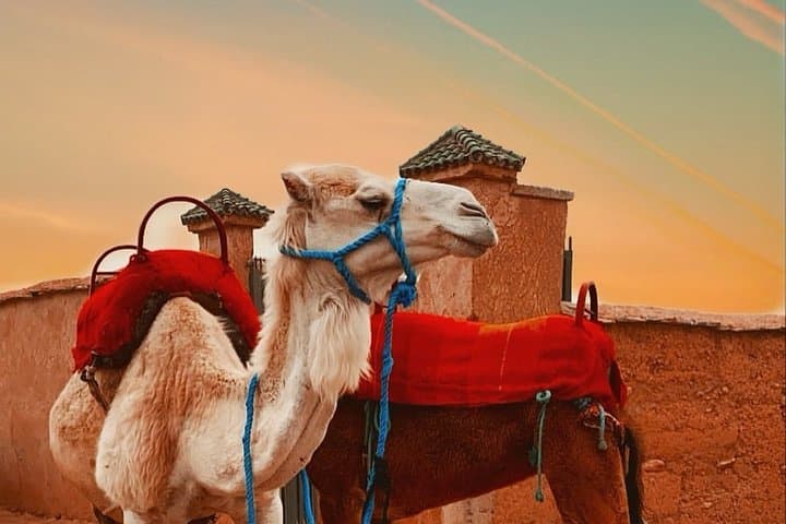 Day Trip from Marrakech: Agafay Desert & Berber Villages with Camel Ride photo 3